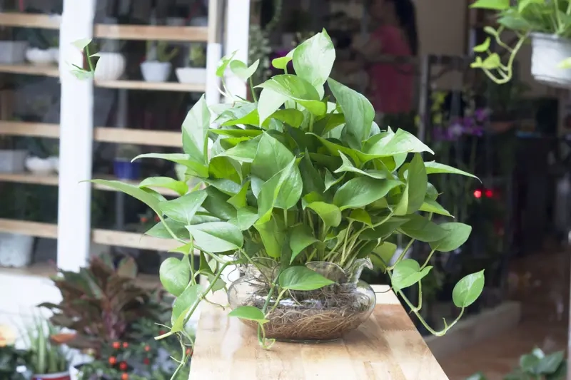 Mua Cây Trầu Bà Sữa ở đâu uy tín giá tốt