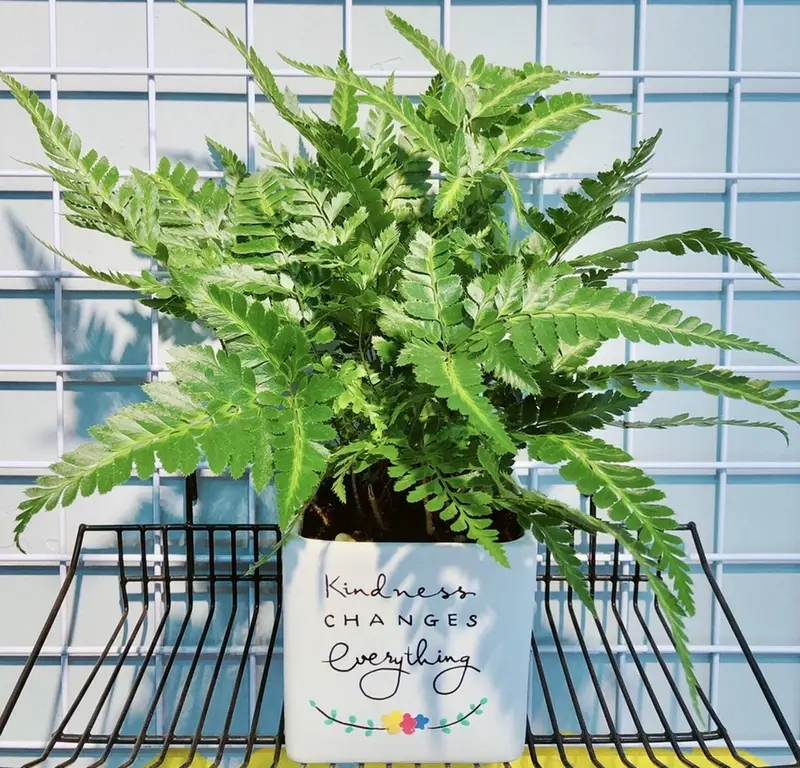 Hợp mệnh gì khi trồng Cây Trầu Bà Sữa trong nhà