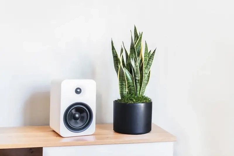 Cách trồng Cây Trầu Bà Sữa trong nước dễ áp dụng