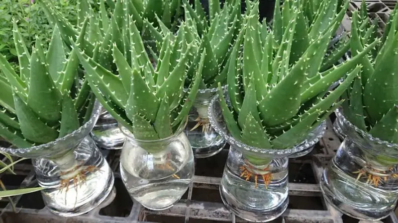 Cách trồng Cây Trầu Bà Sữa trong đất phát triển tốt