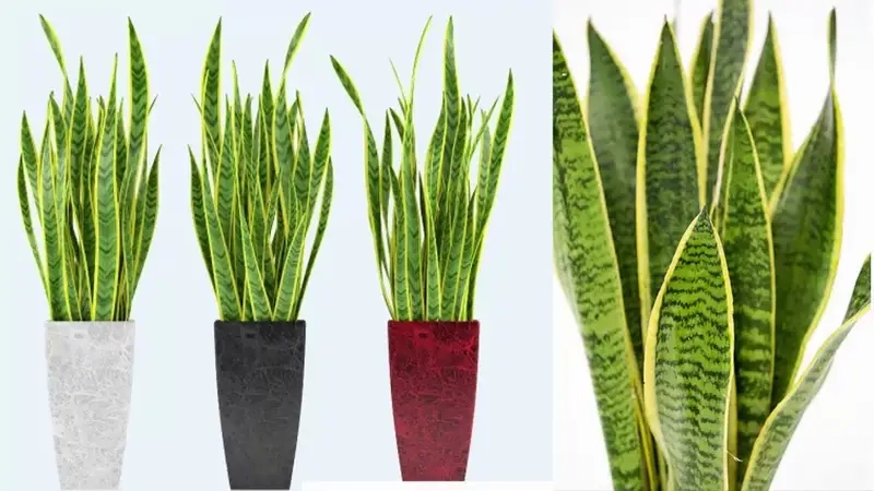 Cây Trầu Bà Sữa có độc không cần lưu ý khi trồng