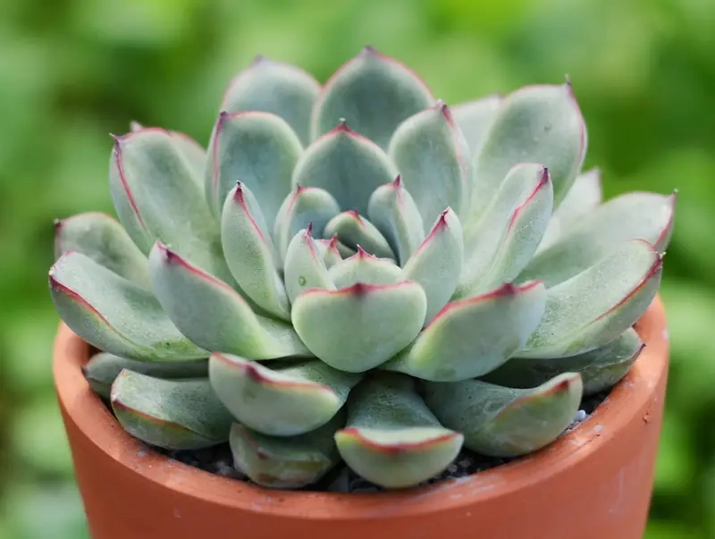 Cách nhân giống Cây Trầu Bà Sữa nhanh ra rễ