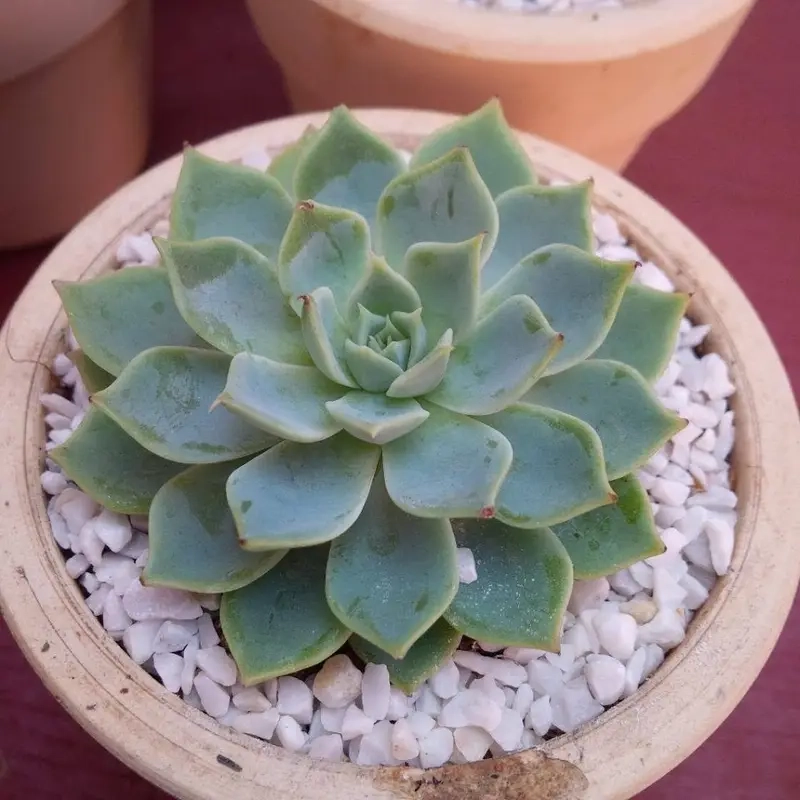 Cây Trầu Bà Sữa lọc không khí cho không gian sống