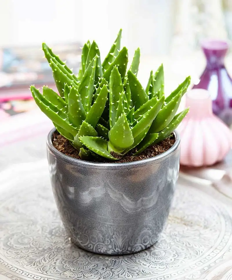 So sánh Cây Trầu Bà Sữa và Trầu Bà Xanh chi tiết