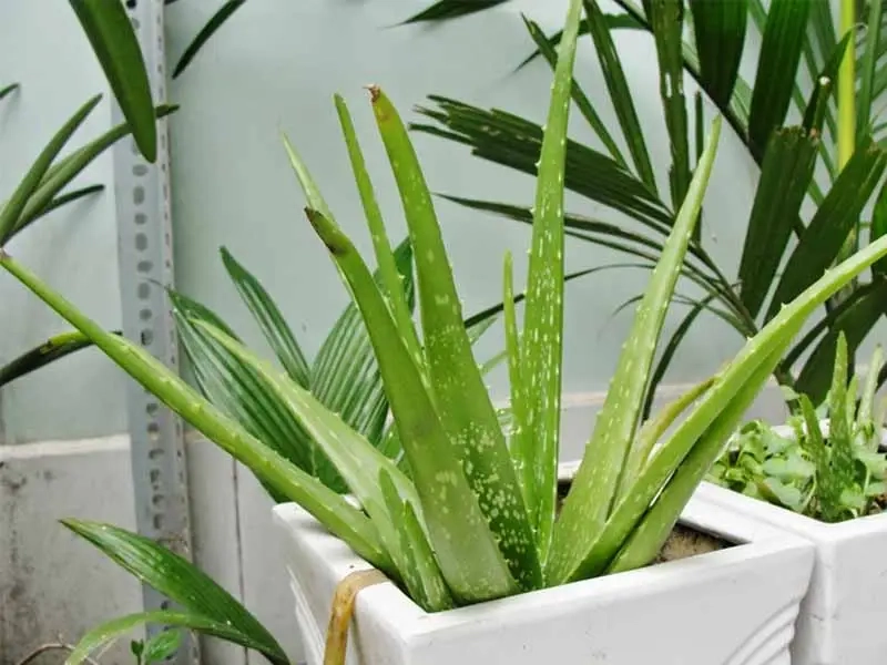 Cây Trầu Bà Sữa trang trí văn phòng sang trọng