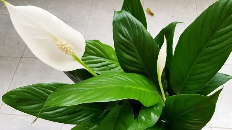 Cách tưới nước cho Cây Trầu Bà Sữa đúng kỹ thuật