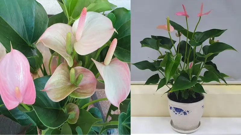 Cây Trầu Bà Sữa thuỷ sinh hay trồng chậu đều đẹp