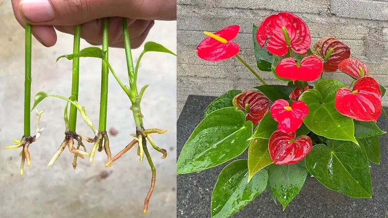 Cách cắt tỉa Cây Trầu Bà Sữa hiệu quả dễ thực hiện