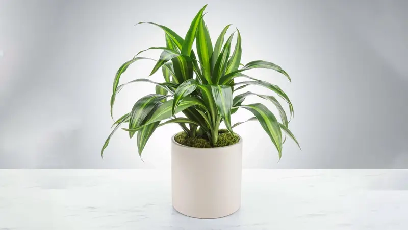 Cây Trầu Bà Sữa trang trí văn phòng hiện đại
