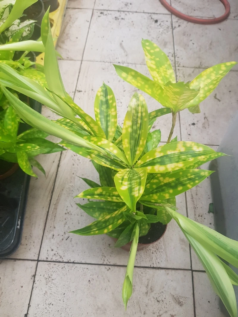 Vẻ đẹp thanh thoát làm nên sức hút cây trúc nhật vàng