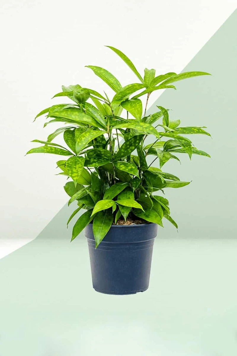 Cây trúc nhật vàng mini nhỏ xinh dễ bố trí