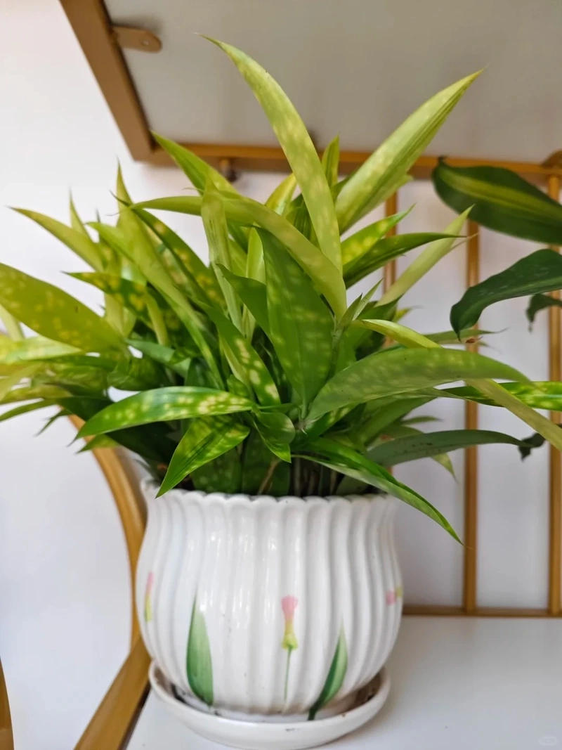 Cây trúc nhật vàng trang trí làm mới không gian sống