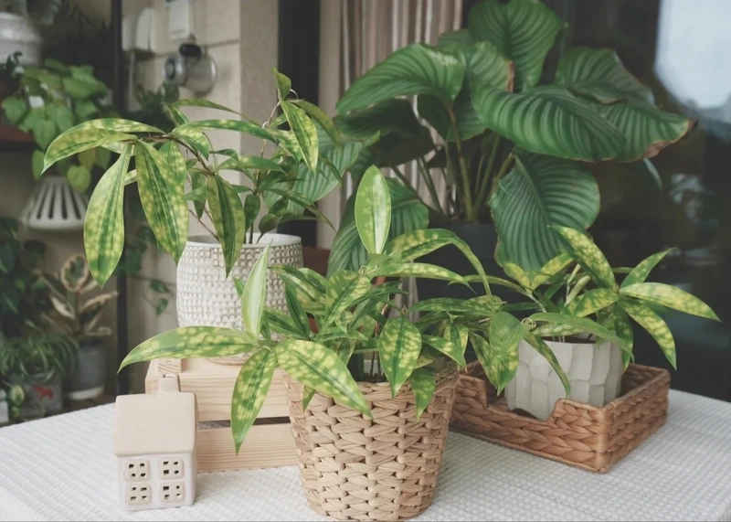 Cây trúc nhật vàng xanh tốt tượng trưng sức sống dồi dào