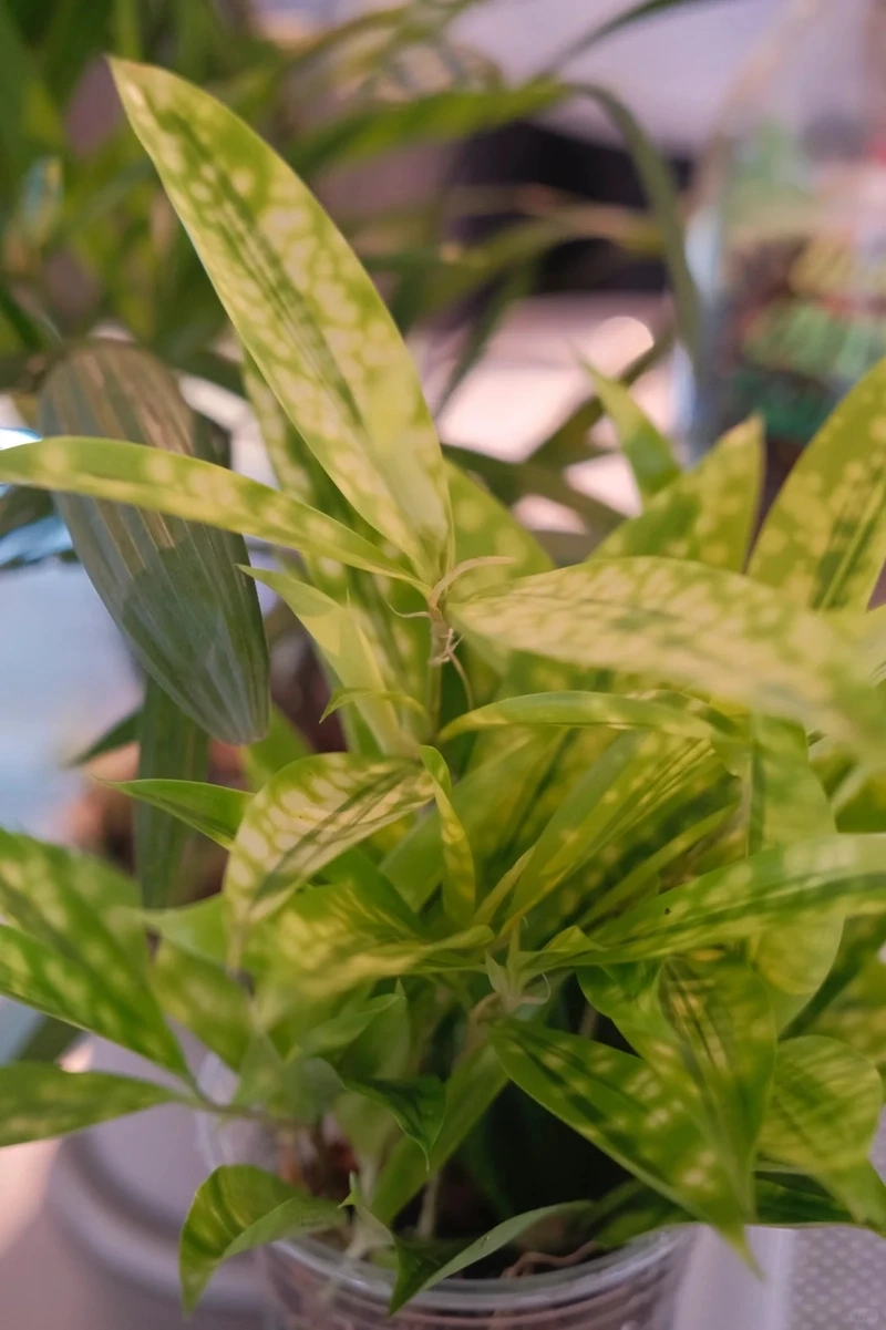 Hình ảnh cây trúc nhật vàng đẹp và truyền cảm hứng