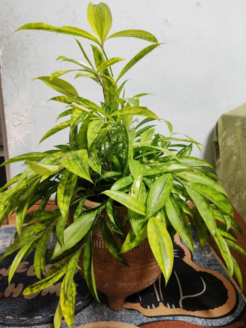 Cây trúc nhật vàng trang trí nhà tạo điểm nhấn xanh