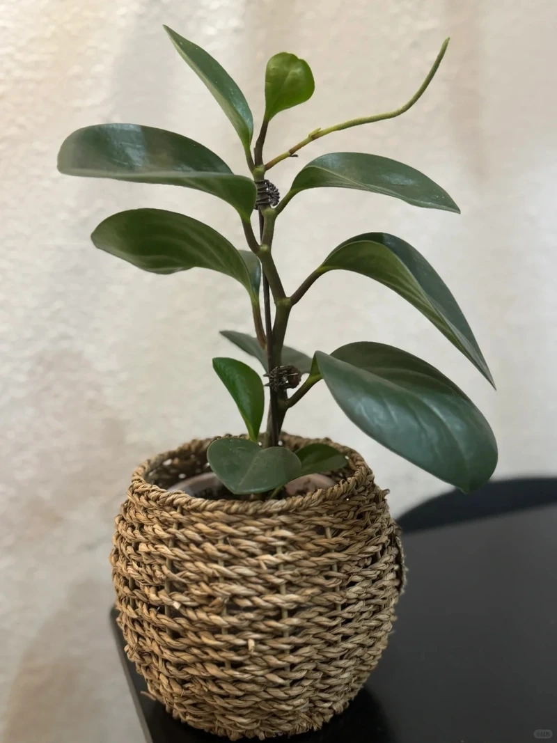 Đặc điểm nổi bật của cây trường sinh