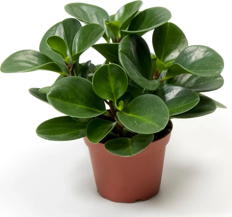 Thu hút năng lượng tốt cùng cây Trường sinh phong thủy