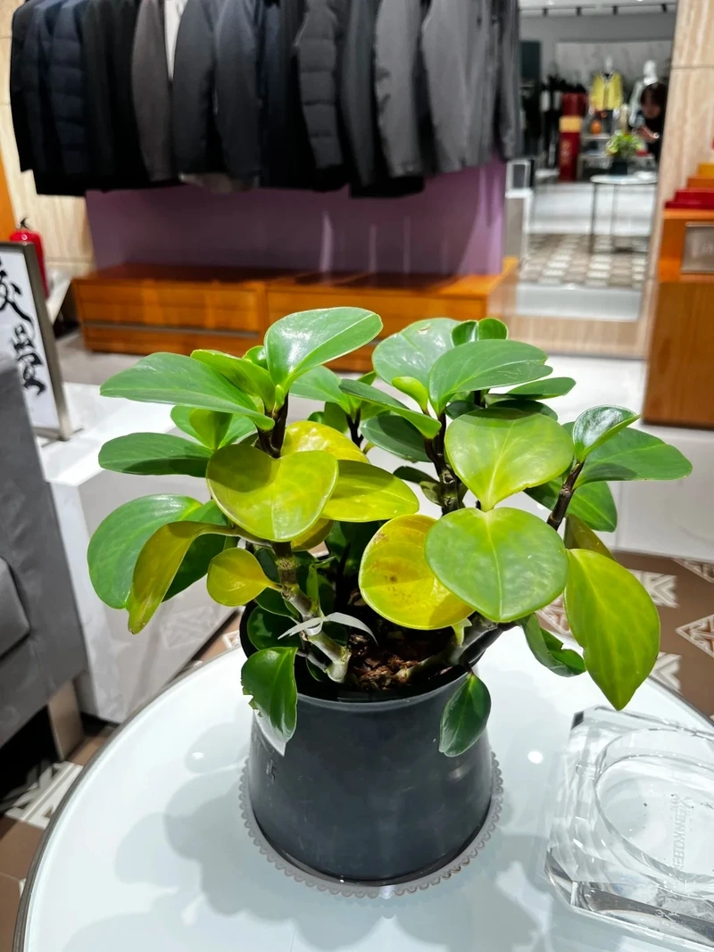 Không gian xinh xắn hơn nhờ cây Trường sinh mini