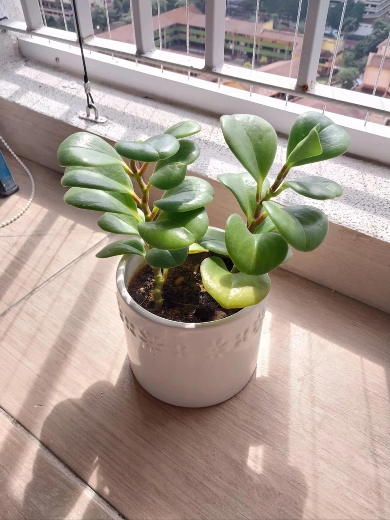 Mang năng lượng tích cực với cây Trường sinh may mắn