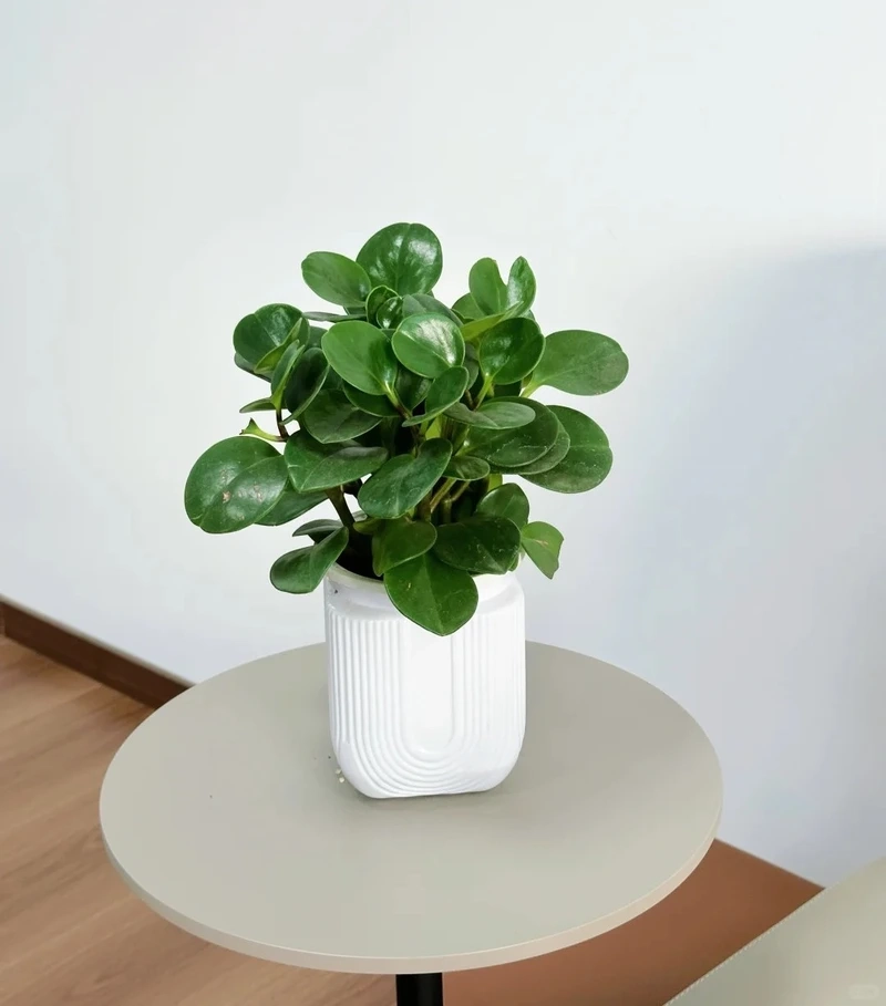 Góc làm việc hút lộc cùng cây Trường sinh tài lộc