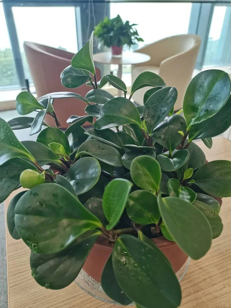 Trang trí hiện đại bằng cây Trường sinh decor nhà