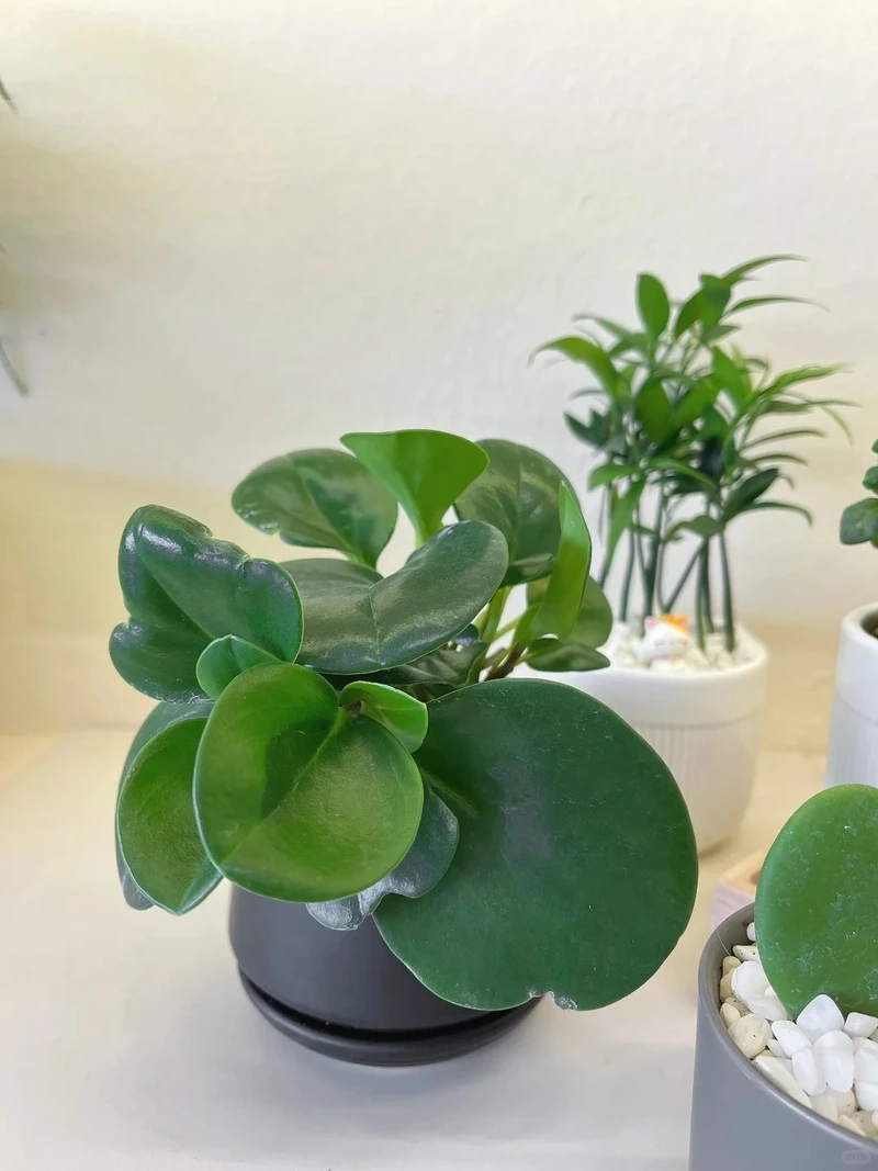 Không gian chuyên nghiệp với cây Trường sinh văn phòng