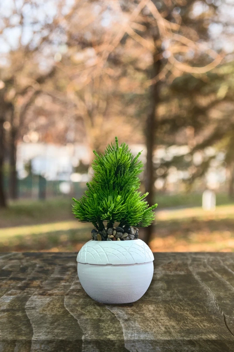 Cây tùng bồng lai để bàn tạo điểm nhấn tinh tế