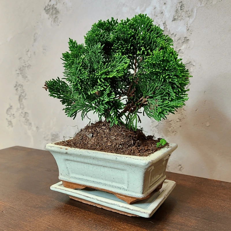 Cây tùng bồng lai trong nhà xanh mát quanh năm