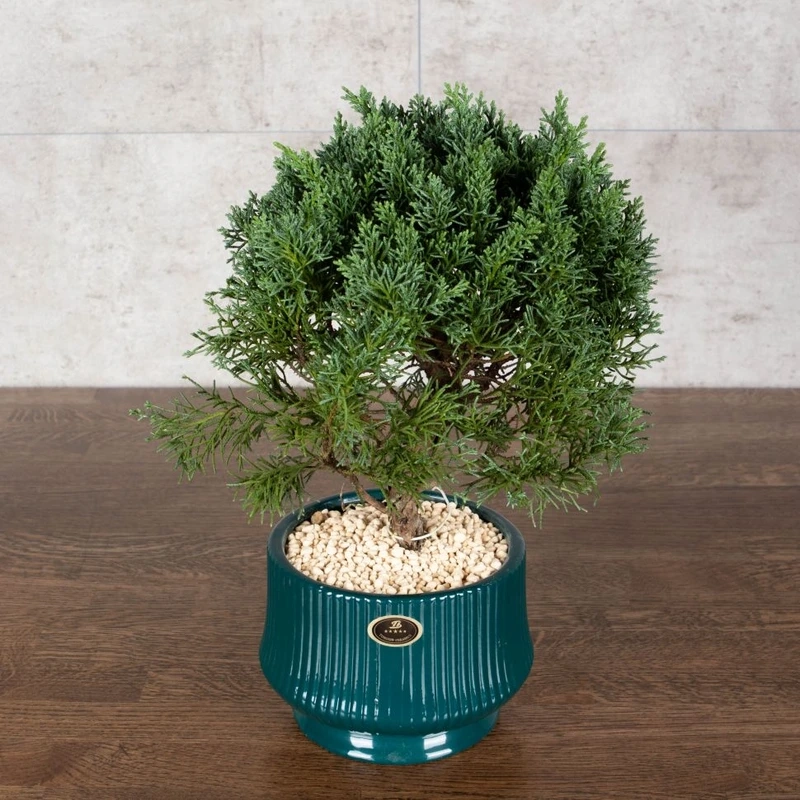 Cây tùng bồng lai để bàn làm việc giảm căng thẳng