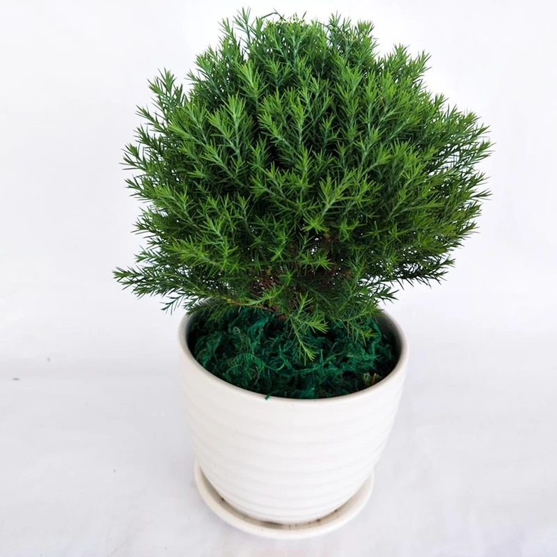 Cây tùng bồng lai hợp mệnh gì nhiều người quan tâm