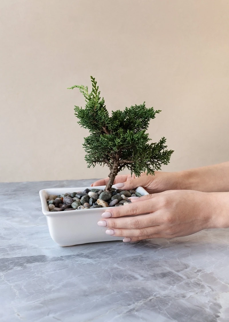 Cây tùng bồng lai mini để bàn gọn nhẹ dễ đặt