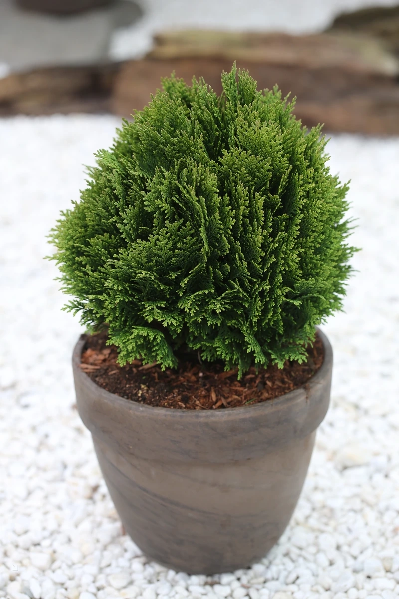 Cây tùng bồng lai trồng trong nhà dễ thích nghi