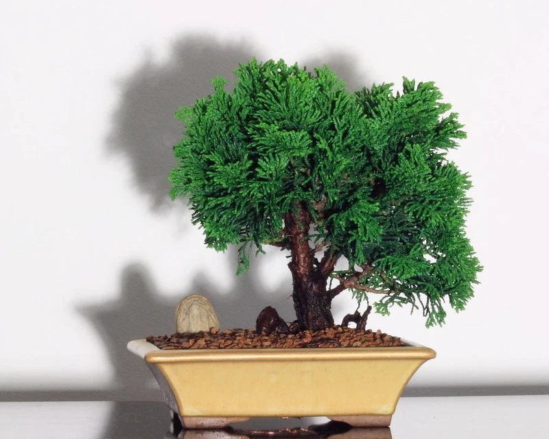 Cây tùng bồng lai phong thủy để bàn hút năng lượng tốt