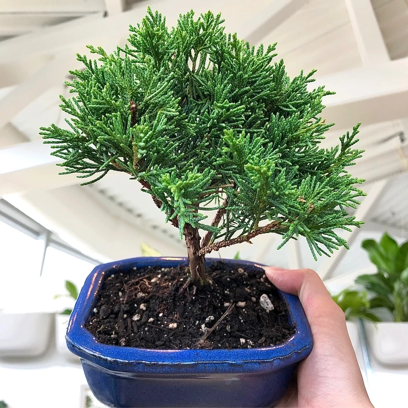 Cây tùng bồng lai trang trí nhà tạo cảm giác thư giãn