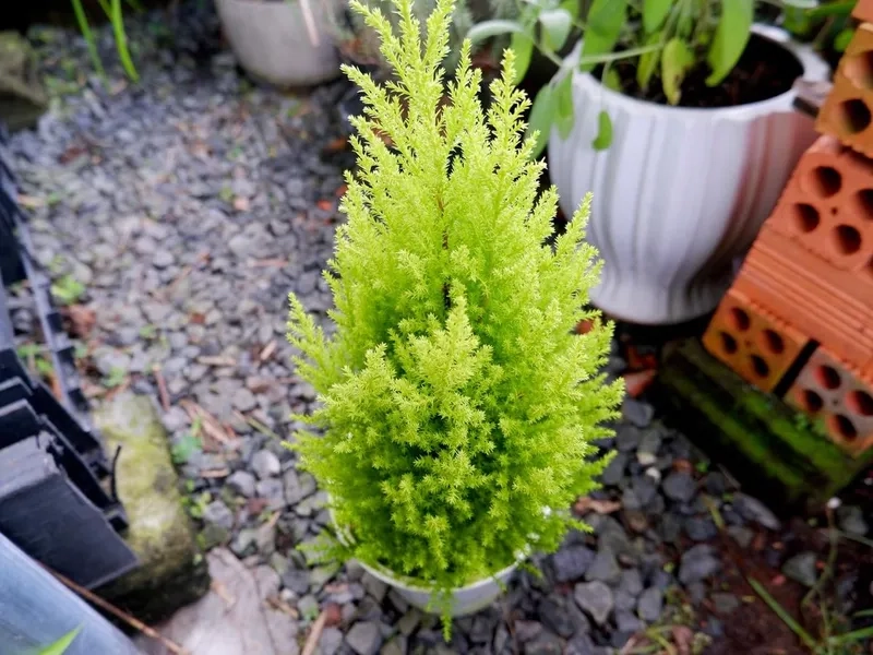 Góc bán cây tùng thơm đẹp giá tốt nhiều mẫu