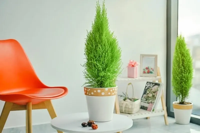 Cách chăm sóc cây tùng thơm đúng chuẩn tại nhà