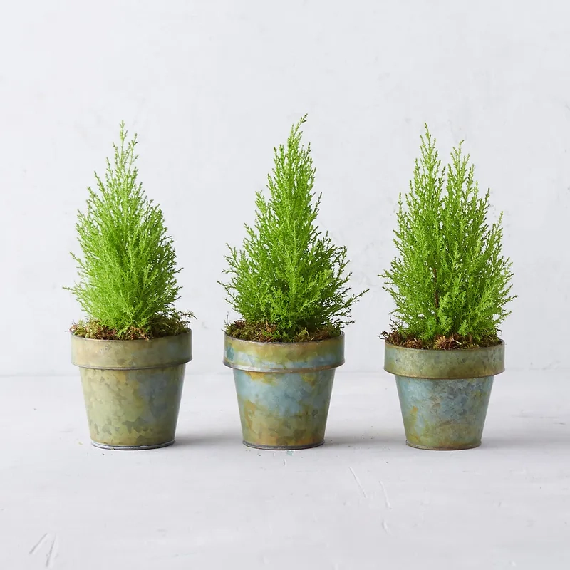 Bí quyết chăm sóc tùng thơm giúp cây tùng thơm khỏe