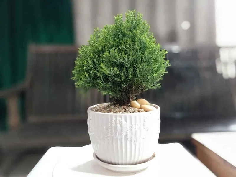 Hướng dẫn cách trồng tùng thơm cùng cây tùng thơm