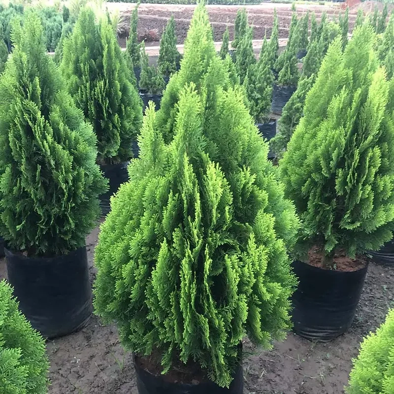 Vẻ đẹp cây thông tùng thơm kết hợp cây tùng thơm