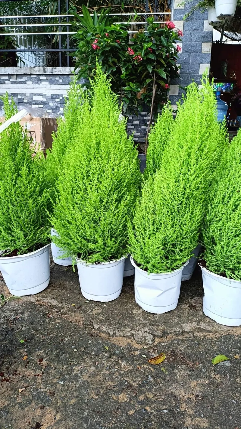 Hình cây tuyết tùng thơm giống cây tùng thơm lạ mắt