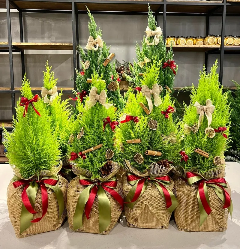 Cây tùng lá thơm xanh đậm gần giống cây tùng thơm