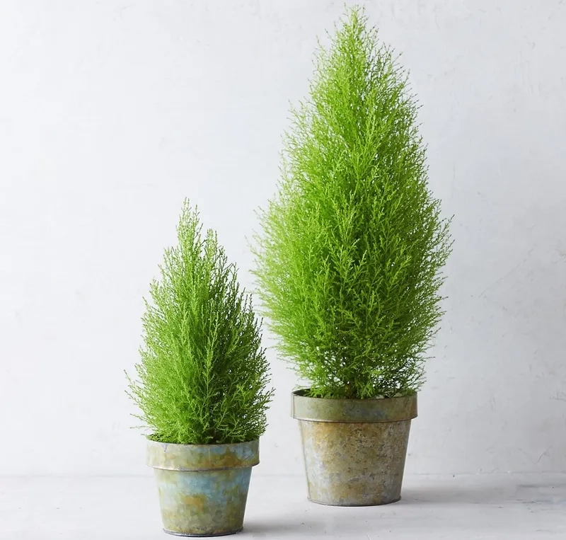 Tạo dáng cây tùng thơm bonsai đặt bàn sang trọng