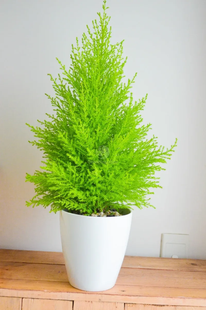 Cây tùng thơm phong thủy mang ý nghĩa may mắn