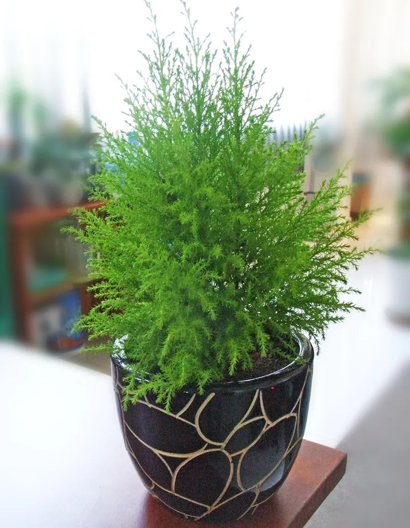 Hình cây tùng thơm to nổi bật không gian rộng