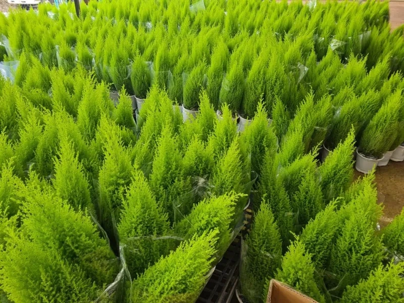 Hình ảnh cây tùng thơm xanh mát dễ chăm trong nhà