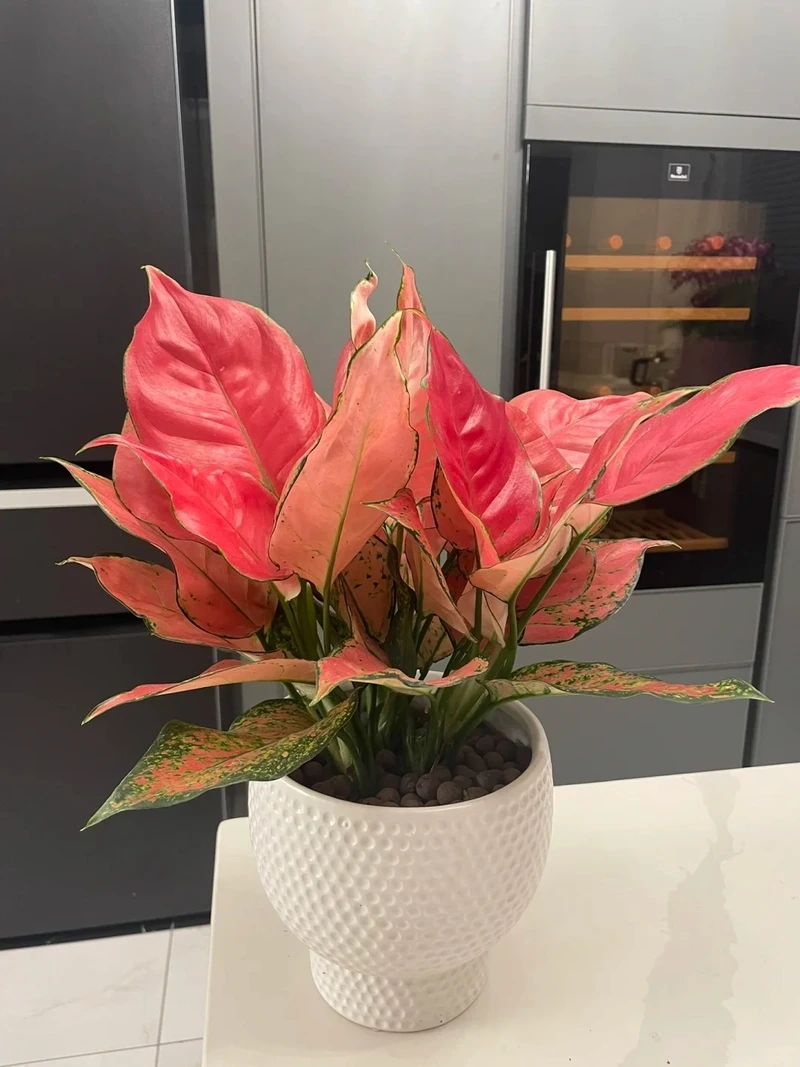 Đặc điểm nổi bật của cây Vạn lộc 