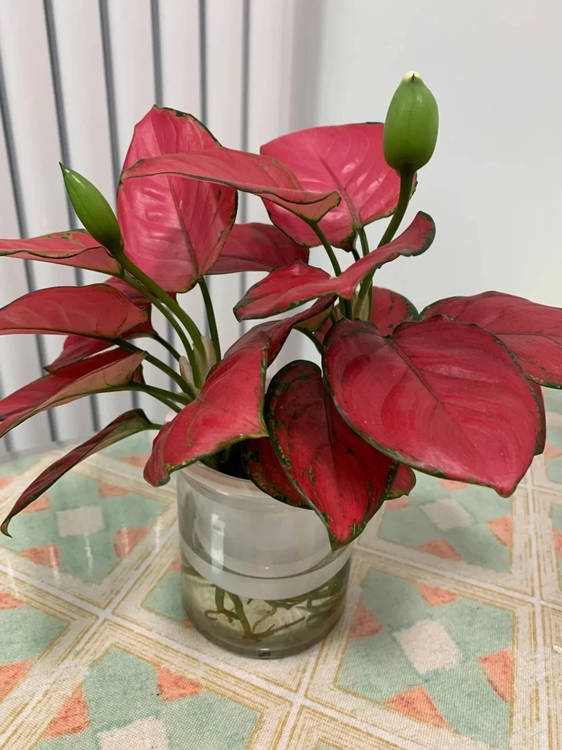 Cây Vạn lộc để bàn mang sắc đỏ may mắn