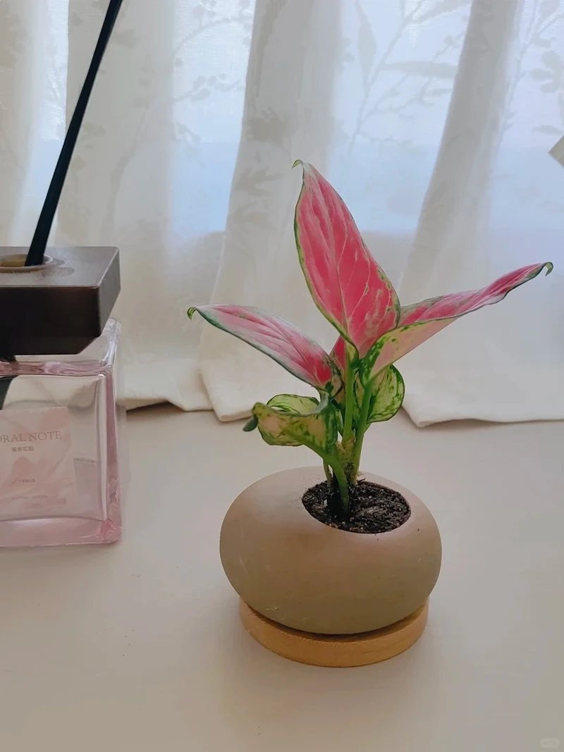 Cây Vạn lộc phong thủy thu hút tài lộc tích cực