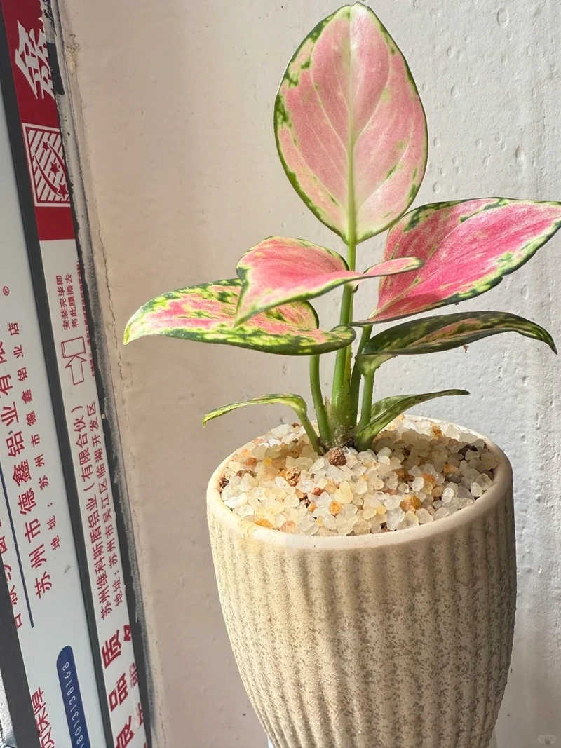 Cây Vạn lộc trang trí làm sáng góc sống