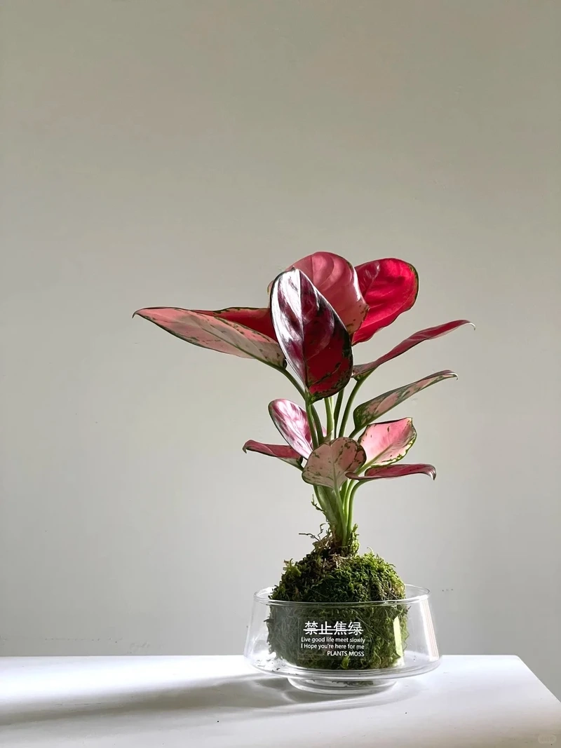 Cây Vạn lộc để bàn làm việc tăng cảm hứng mỗi ngày